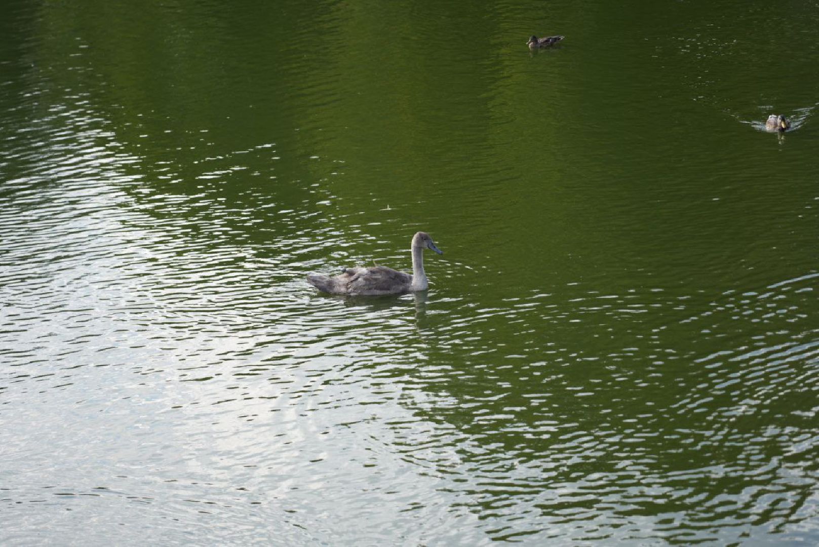 Лебеди, Сергиев Посад,Птицы, Общество,