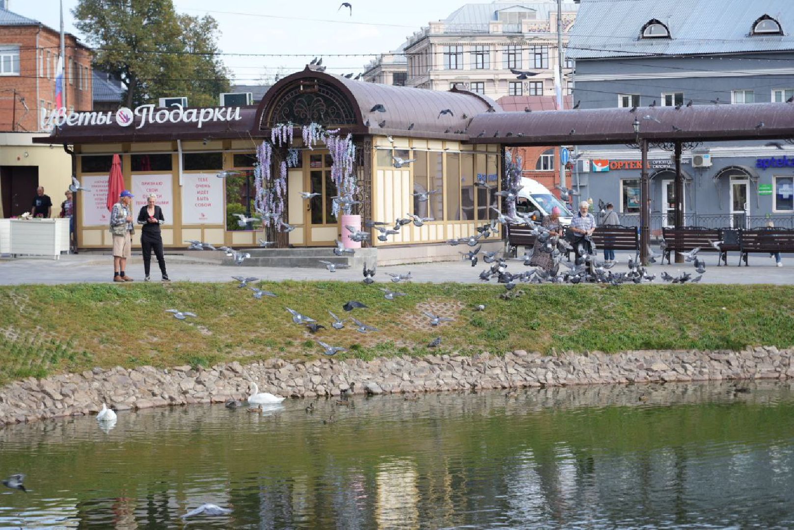 Лебеди, Сергиев Посад,Птицы, Общество,