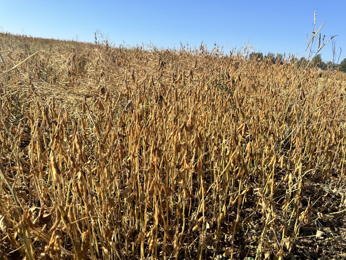 шаховская, уборка полей, сельское хозяйство,