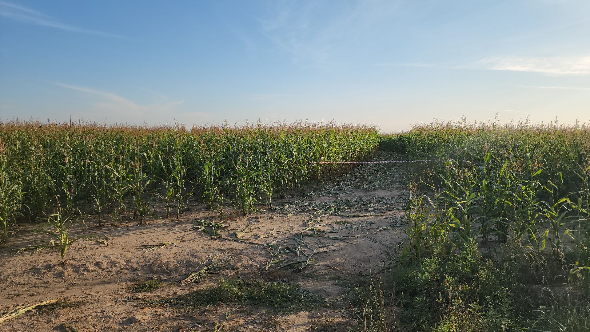 Руза, рузский городской округ, рузский хлебзавод, крушение самолета, авиакатастрофа, Чп, ватулино,