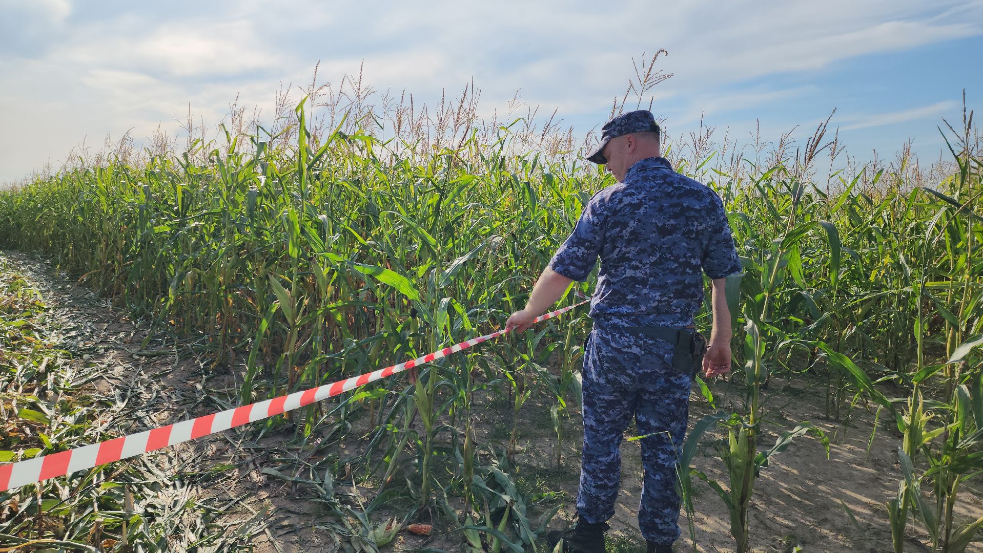 Руза, рузский городской округ, рузский хлебзавод, крушение самолета, авиакатастрофа, Чп, ватулино,