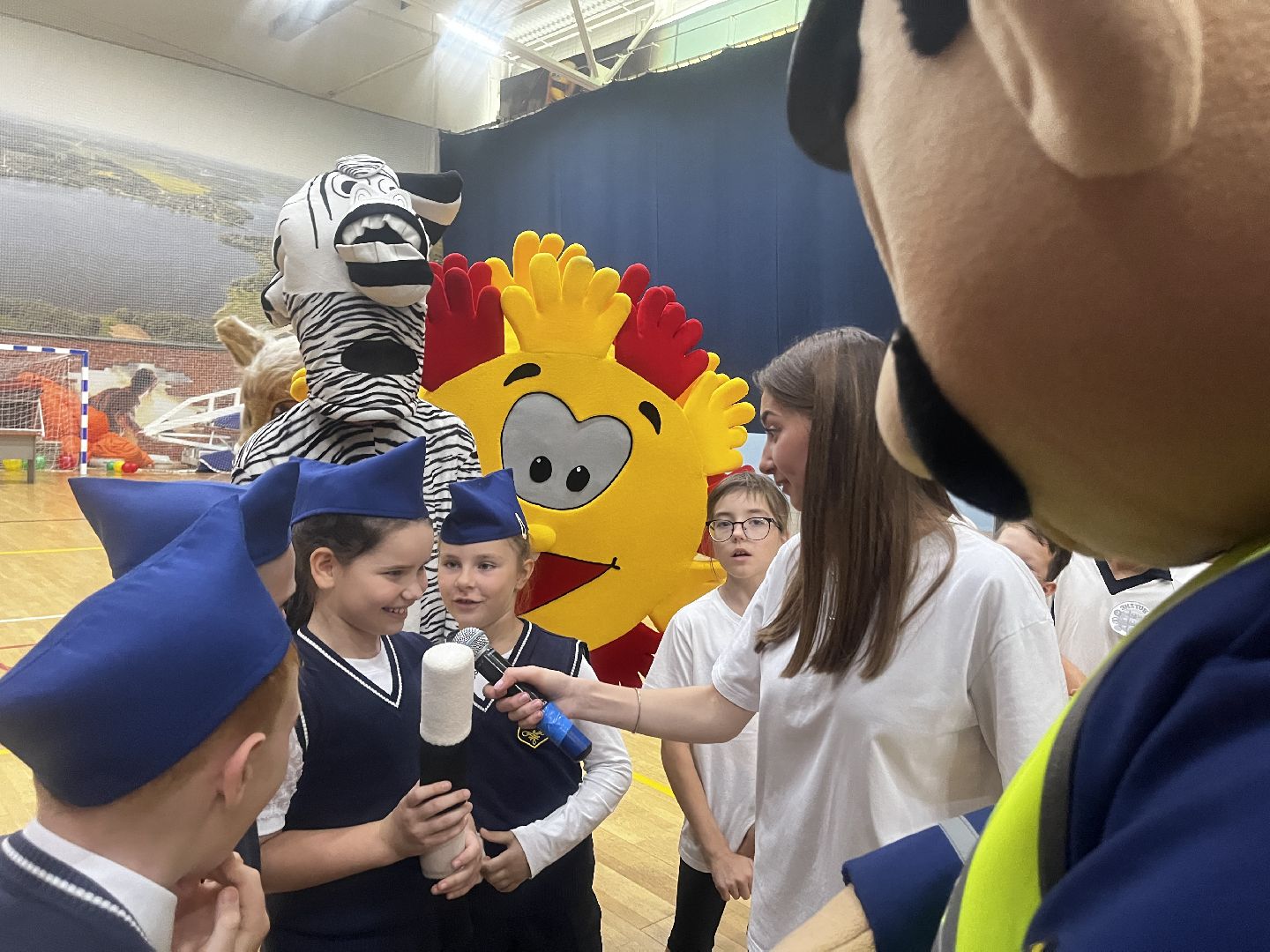 волоколамск, зебра,