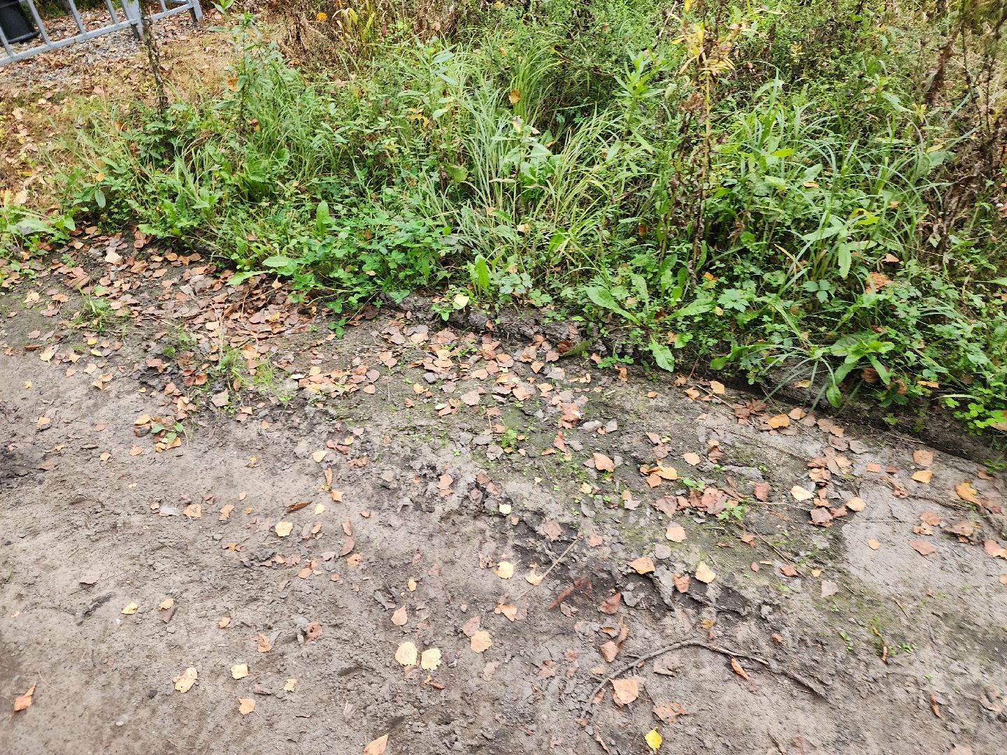 электроугли, власть, благоустройство, деревня марьино, тропа здоровья, жители, общество, оперативный объезд,