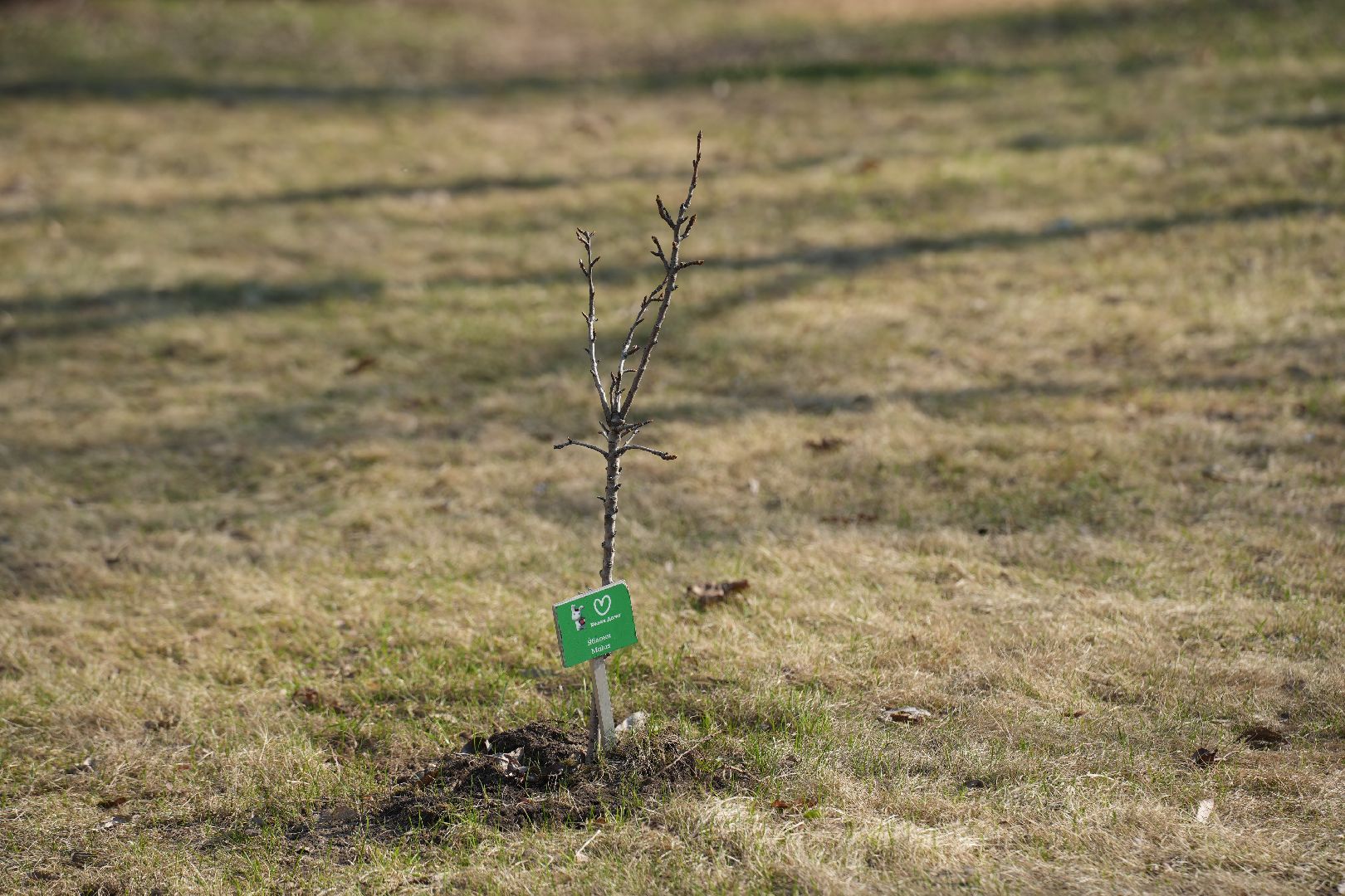 благоустройство, реставрация, Белая Дача, парк, Котельники