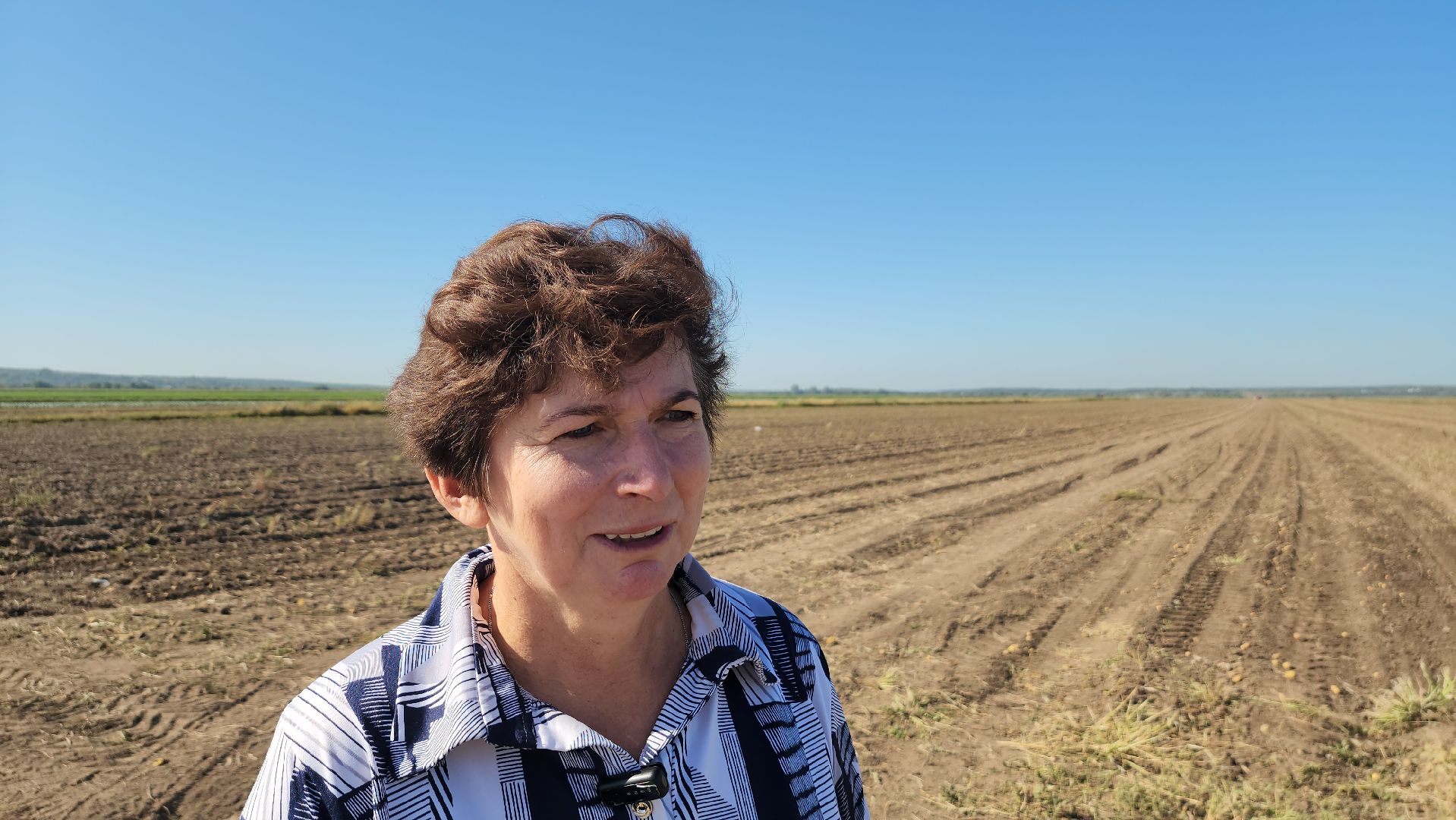 серпухов, ао дашковка, сельское хозяйство, уборочная 2024, картофель,