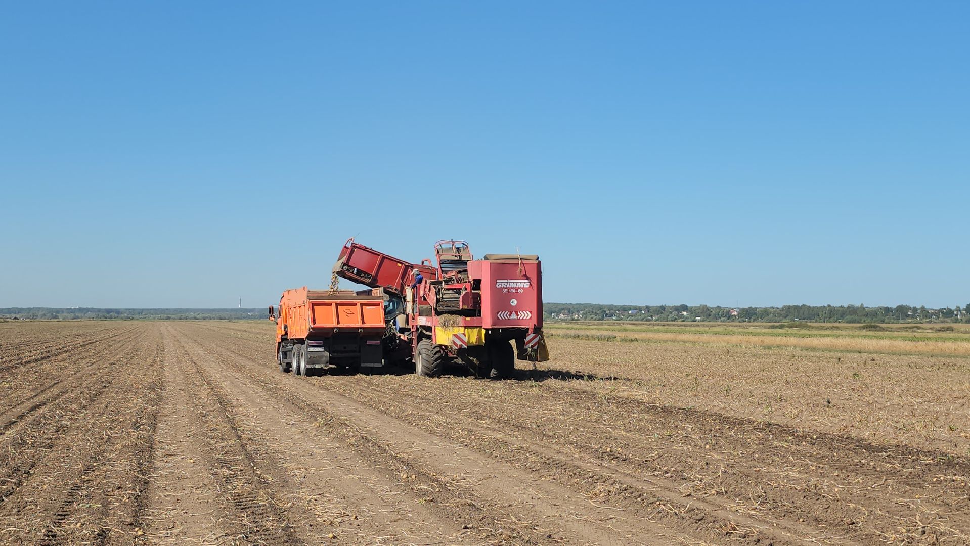 серпухов, ао дашковка, сельское хозяйство, уборочная 2024, картофель,