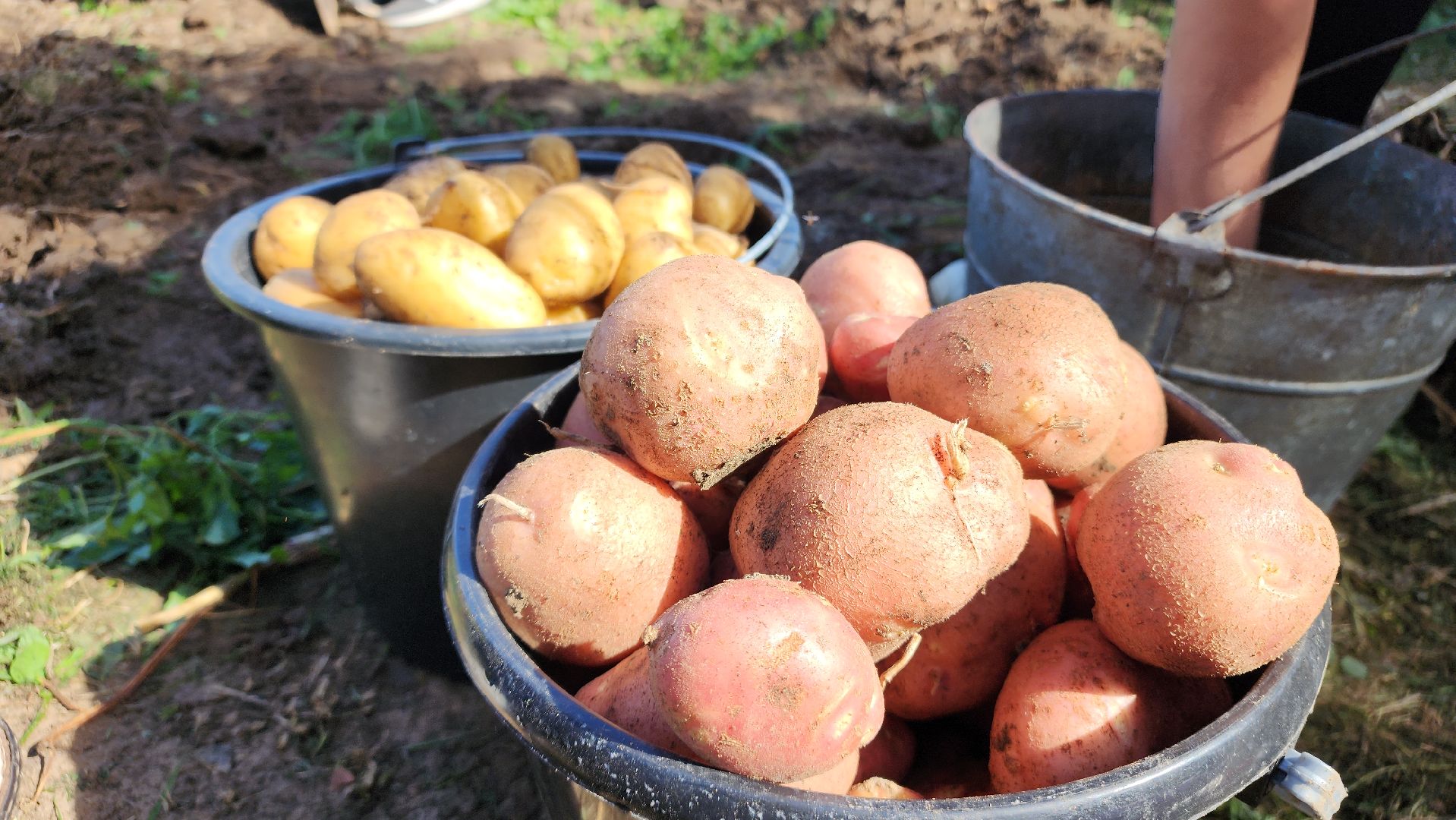 образование в подмосковье, агроклассы, ступино,