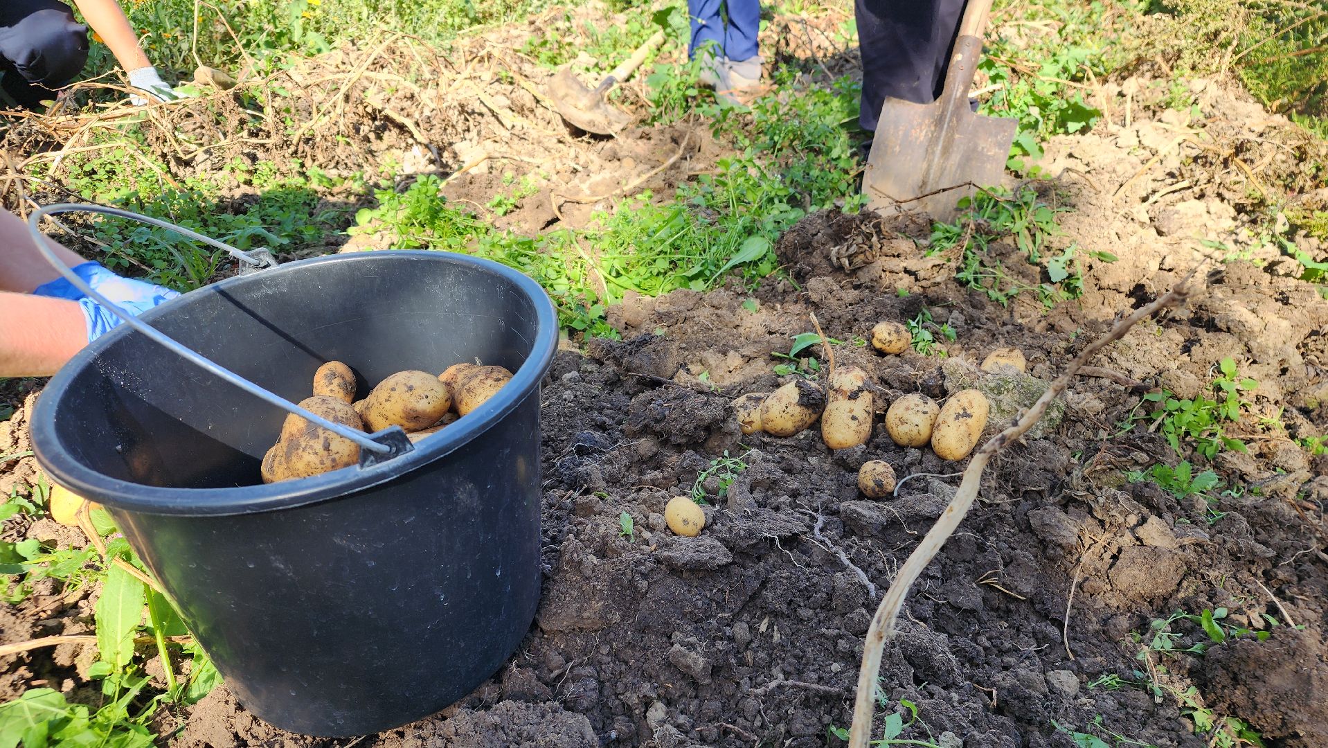 образование в подмосковье, агроклассы, ступино,
