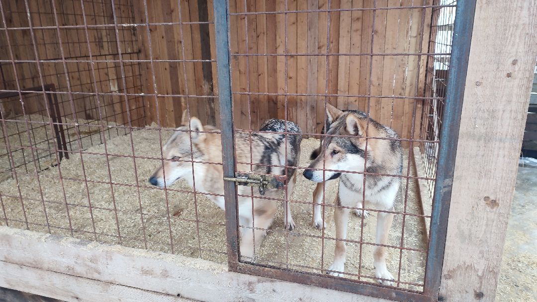 Кашира, общество