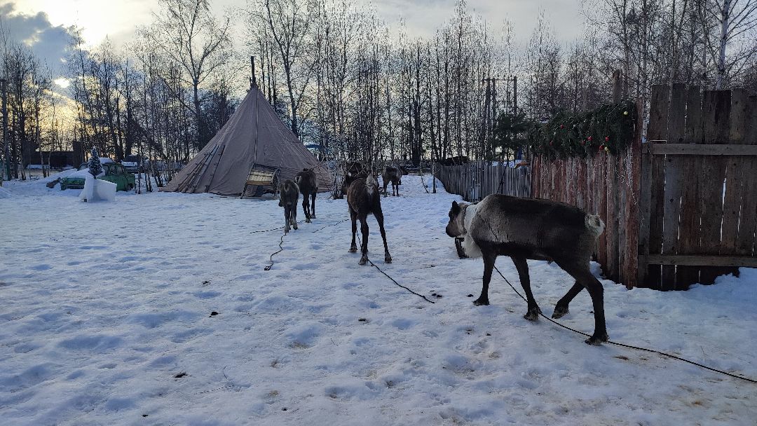 Кашира, общество