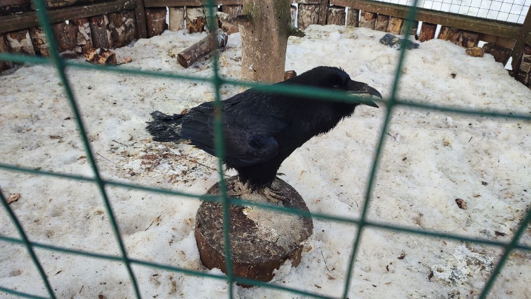 Кашира, общество