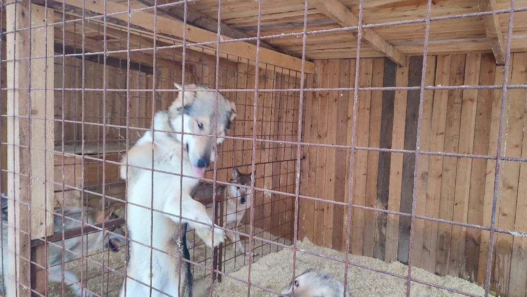 Кашира, общество