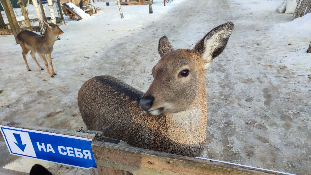Кашира, общество