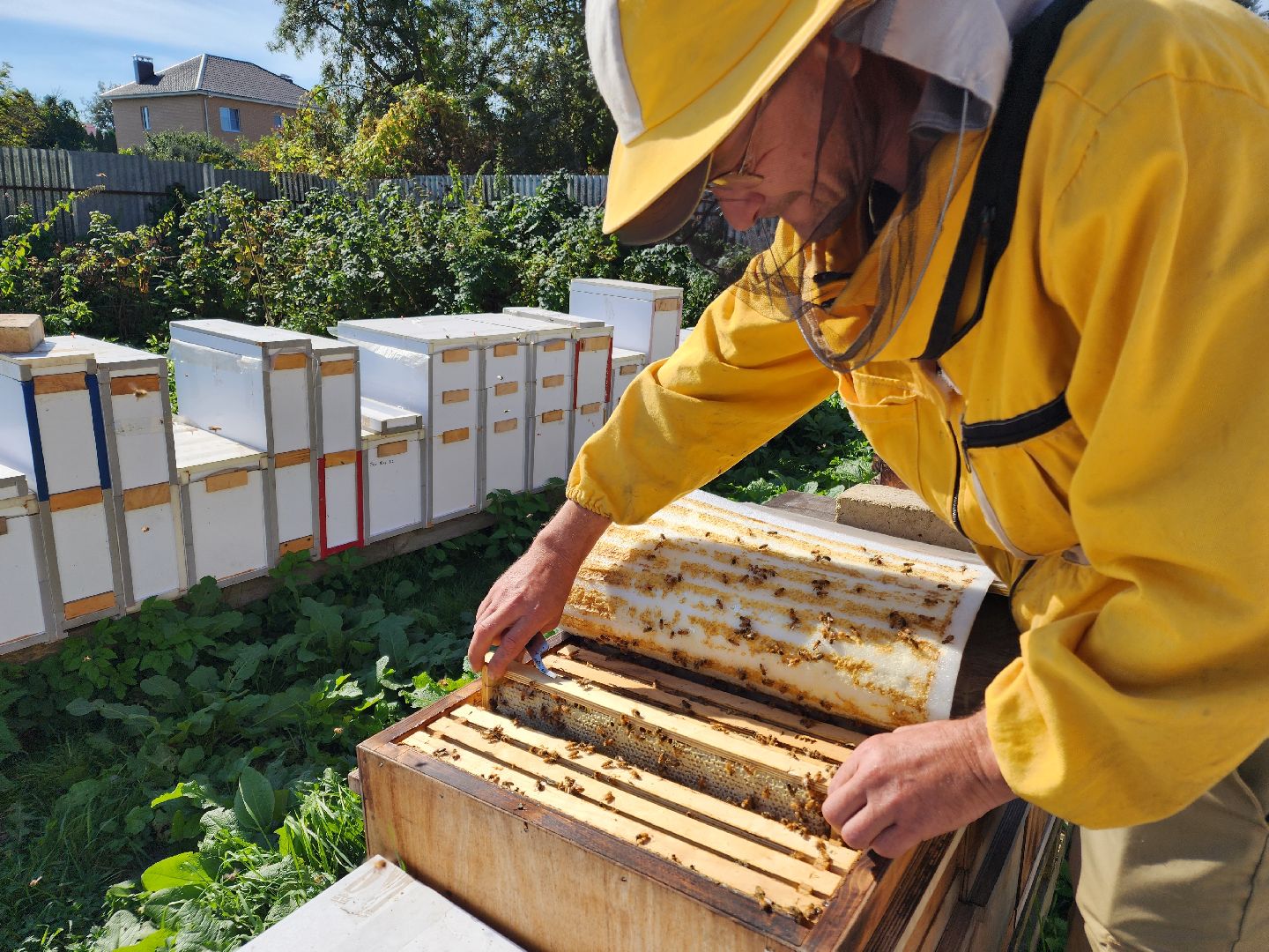 Чехов, деревня Чепелево, КФХ Вишневый сад, пчеловод Владимир Тычинин, фермерское хозяйство, грант, министерство сельского хозяйства и продовольствия Московской области,пчеловодство, производство меда,