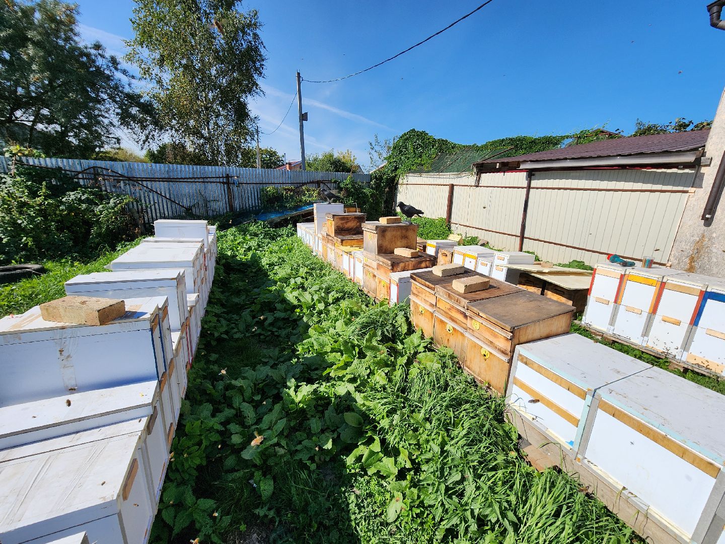 Чехов, деревня Чепелево, КФХ Вишневый сад, пчеловод Владимир Тычинин, фермерское хозяйство, грант, министерство сельского хозяйства и продовольствия Московской области,пчеловодство, производство меда,