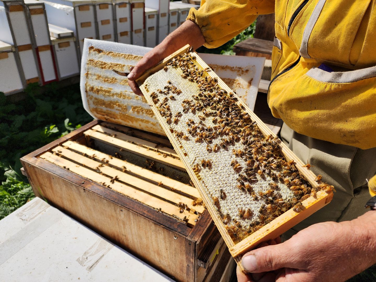 Чехов, деревня Чепелево, КФХ Вишневый сад, пчеловод Владимир Тычинин, фермерское хозяйство, грант, министерство сельского хозяйства и продовольствия Московской области,пчеловодство, производство меда,