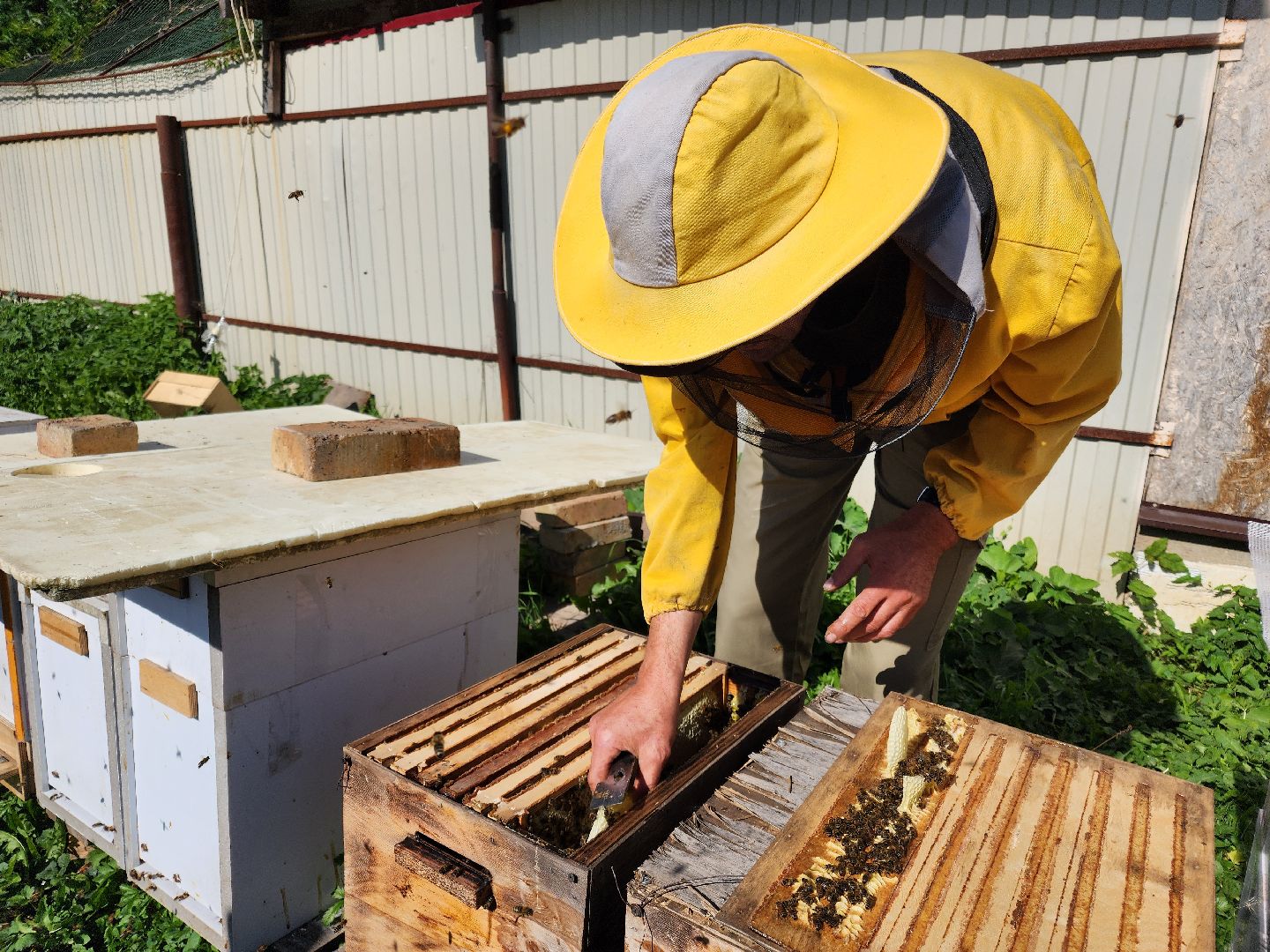 Чехов, деревня Чепелево, КФХ Вишневый сад, пчеловод Владимир Тычинин, фермерское хозяйство, грант, министерство сельского хозяйства и продовольствия Московской области,пчеловодство, производство меда,