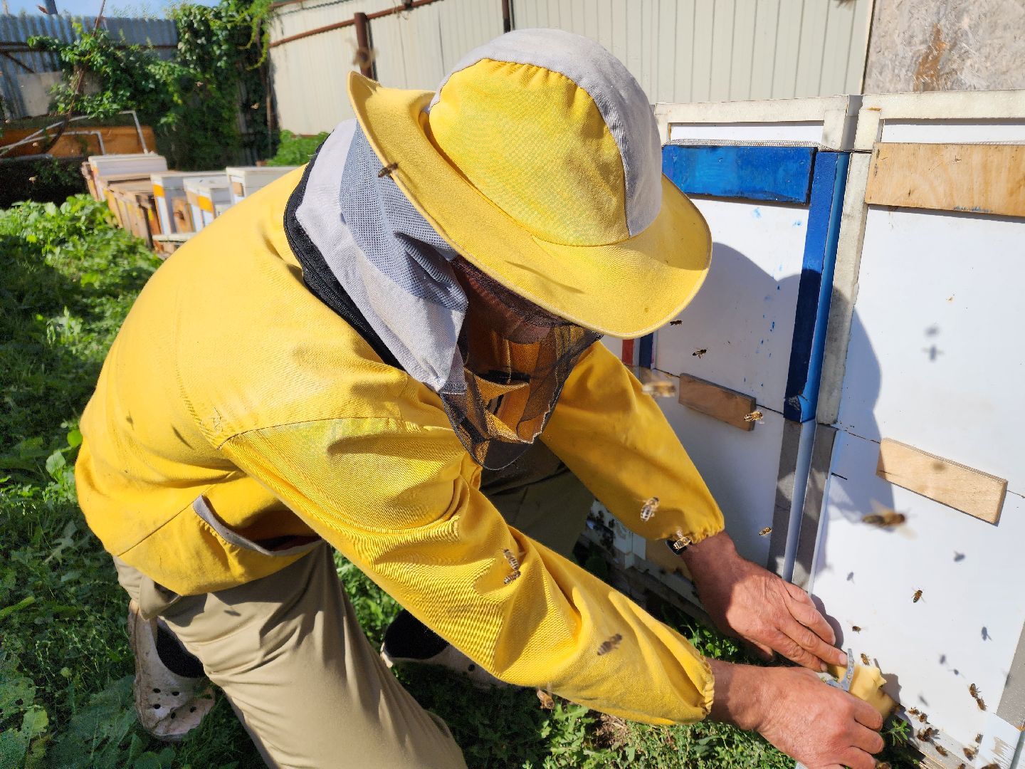 Чехов, деревня Чепелево, КФХ Вишневый сад, пчеловод Владимир Тычинин, фермерское хозяйство, грант, министерство сельского хозяйства и продовольствия Московской области,пчеловодство, производство меда,