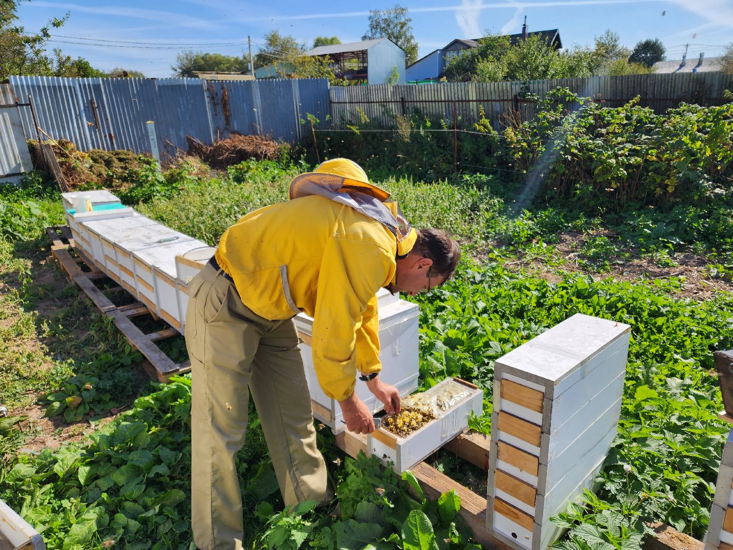 Чехов, деревня Чепелево, КФХ Вишневый сад, пчеловод Владимир Тычинин, фермерское хозяйство, грант, министерство сельского хозяйства и продовольствия Московской области,пчеловодство, производство меда,