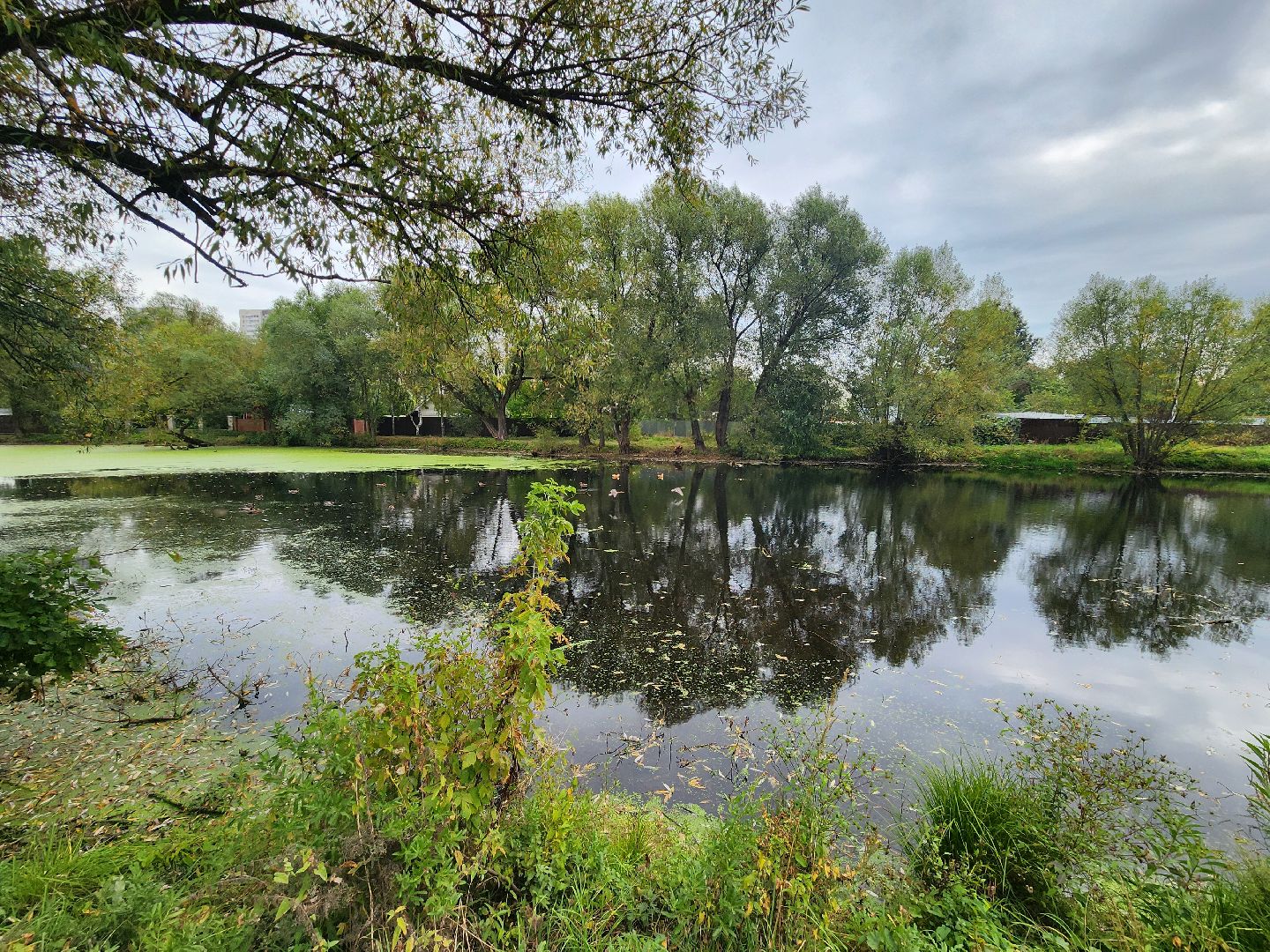 Экология, одинцово, губкино, пруд, канализация, фауна,