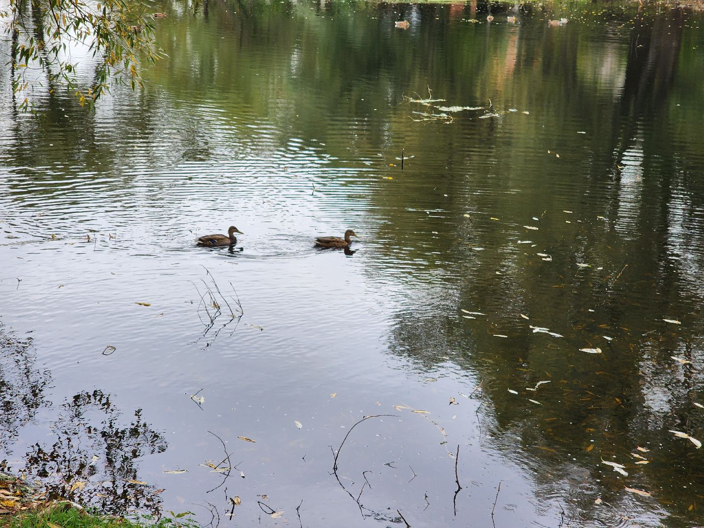 Экология, одинцово, губкино, пруд, канализация, фауна,