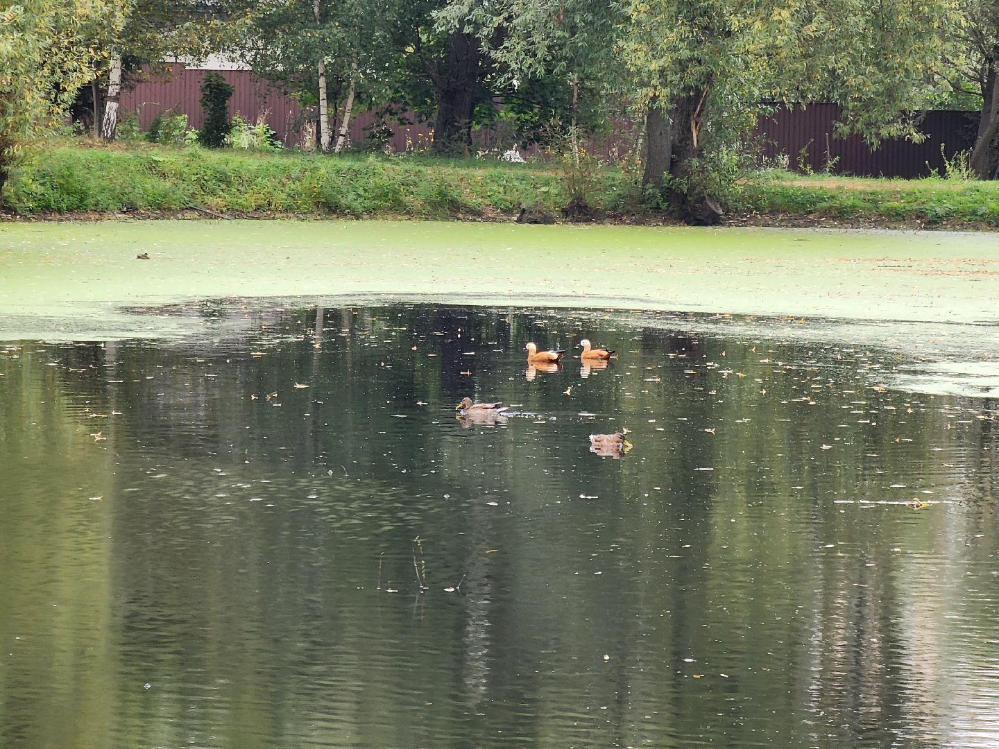 Экология, одинцово, губкино, пруд, канализация, фауна,