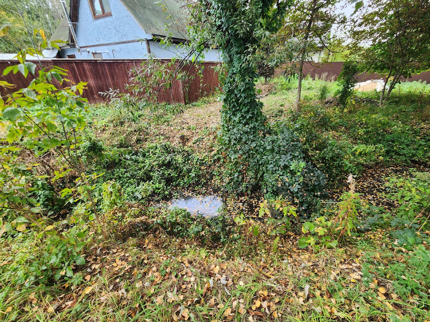 Экология, одинцово, губкино, пруд, канализация, фауна,