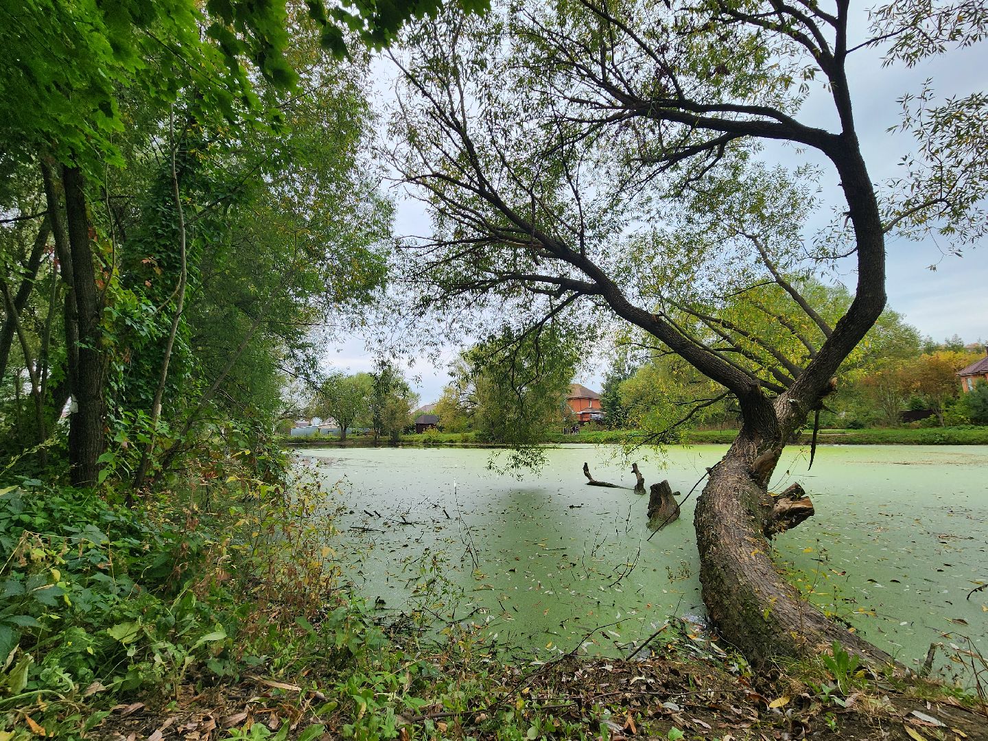 Экология, одинцово, губкино, пруд, канализация, фауна,