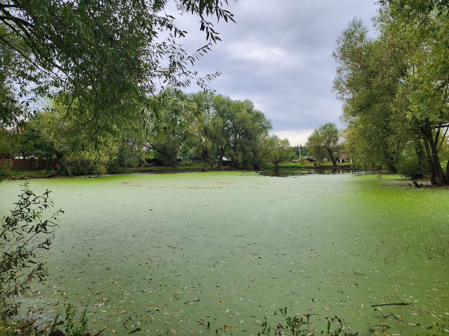 Экология, одинцово, губкино, пруд, канализация, фауна,