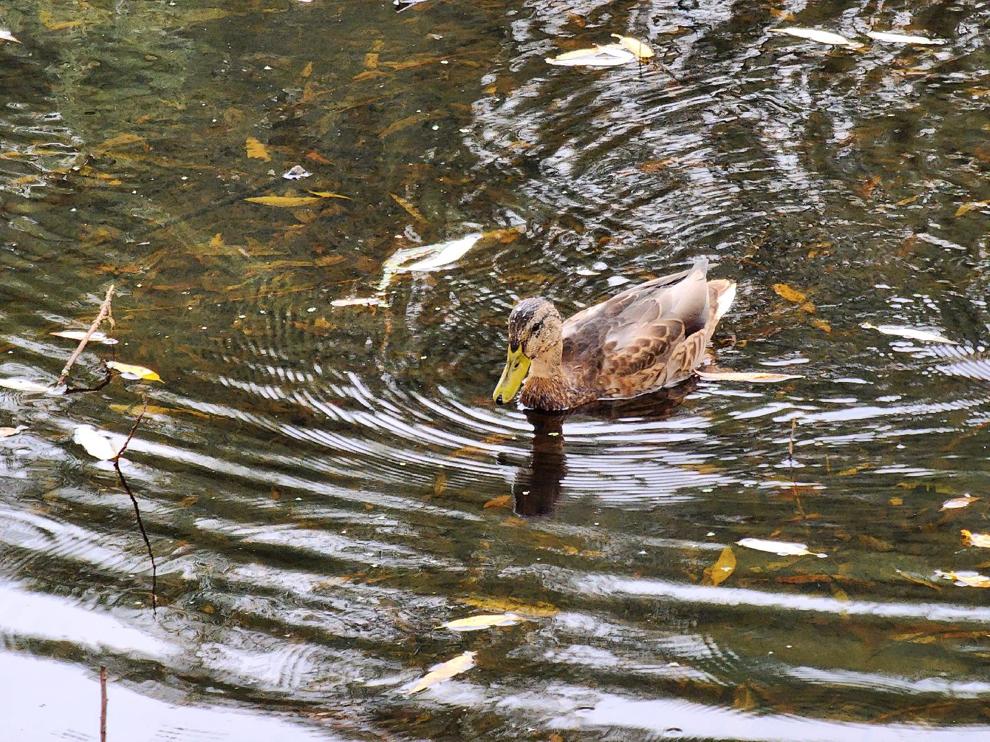 Экология, одинцово, губкино, пруд, канализация, фауна,