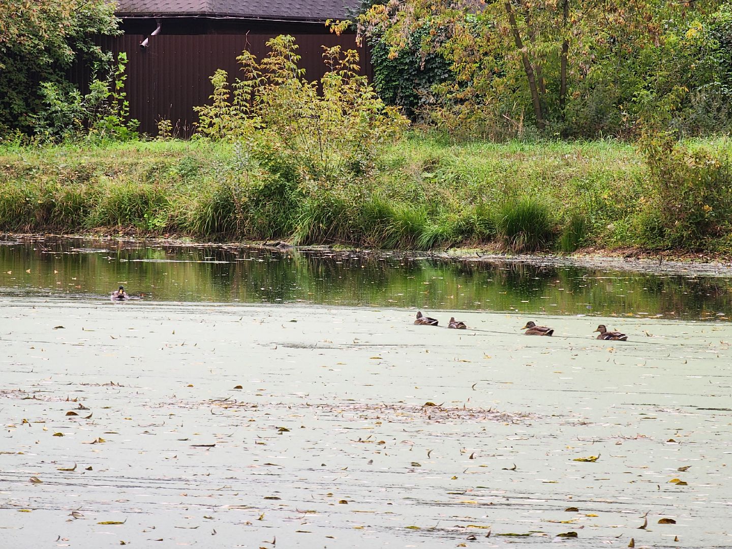 Экология, одинцово, губкино, пруд, канализация, фауна,