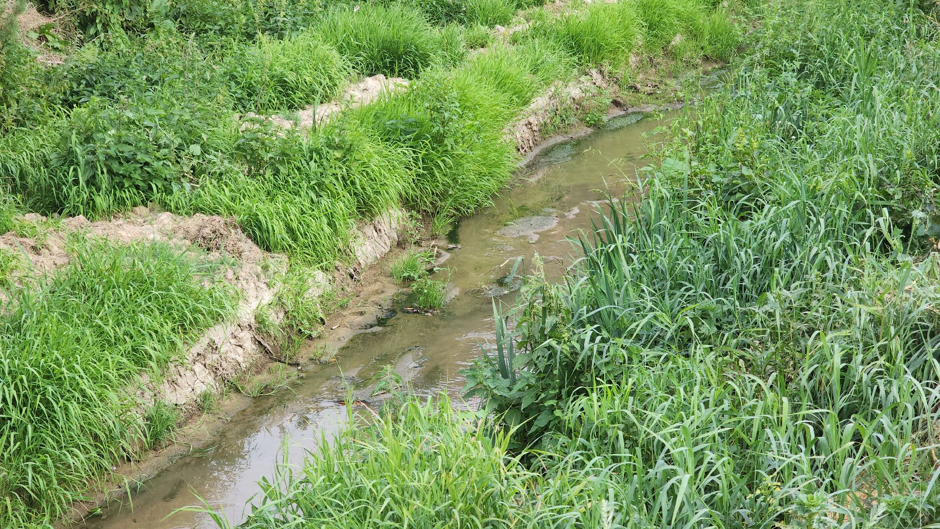 одинцово, ликова, дубки, река, очистка, земснаряд,