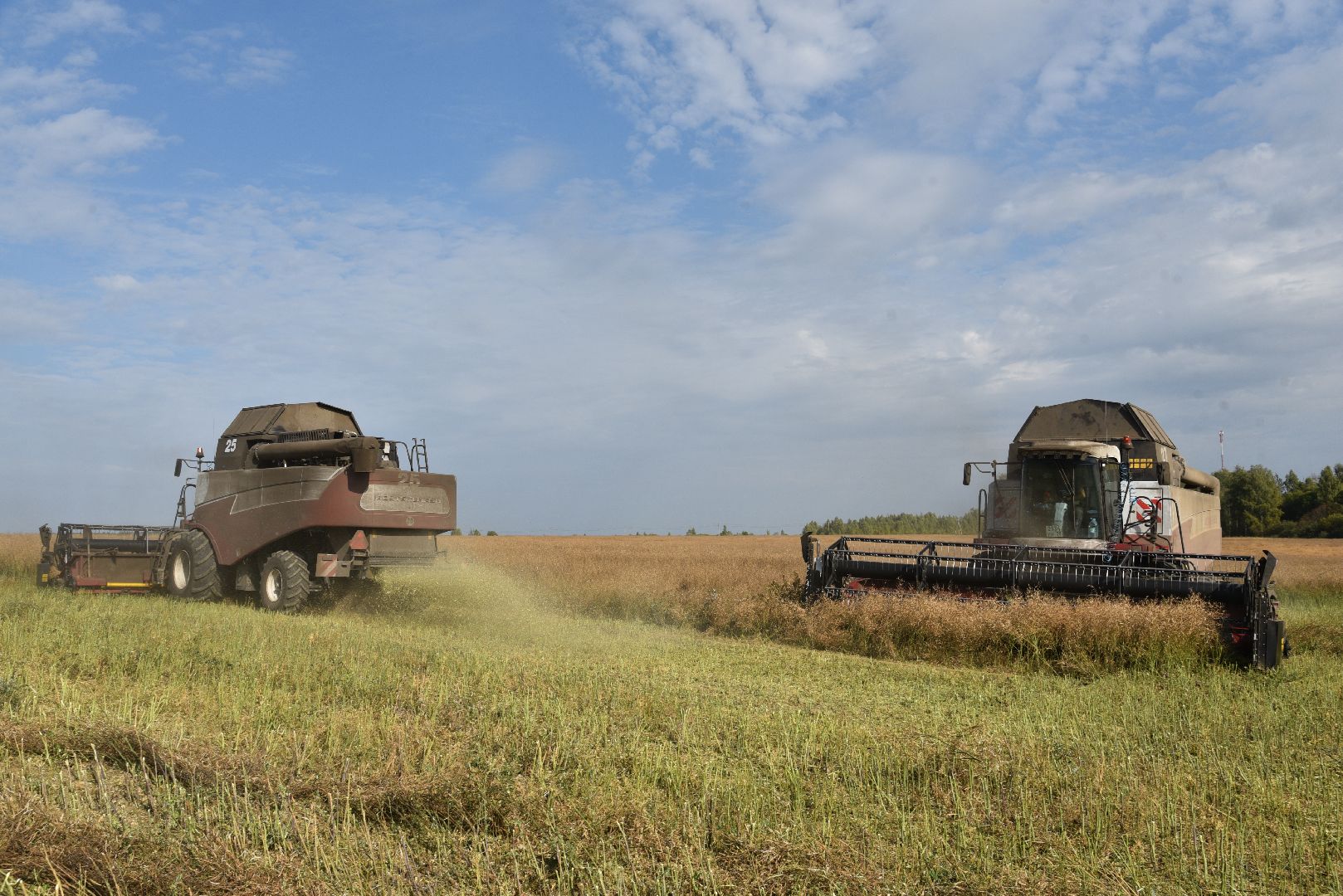 лотошино, сельское хозяйство, урожай 2024, рапс,