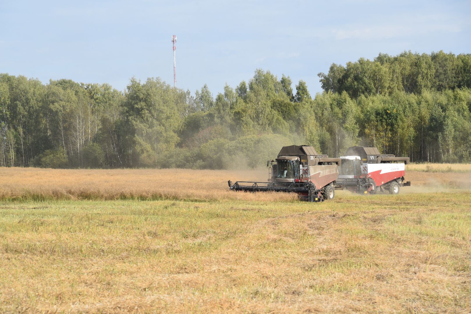 лотошино, сельское хозяйство, урожай 2024, рапс,