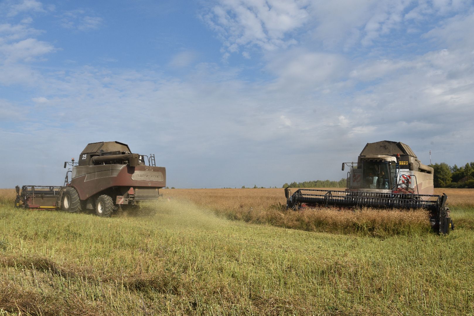 лотошино, сельское хозяйство, урожай 2024, рапс,
