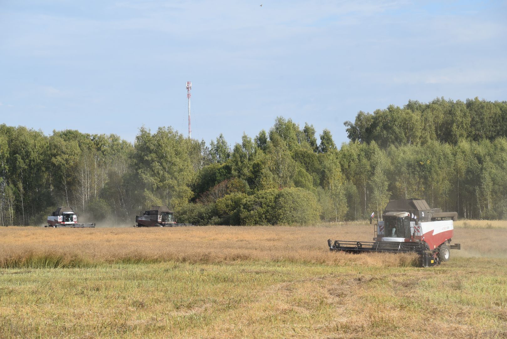 лотошино, сельское хозяйство, урожай 2024, рапс,