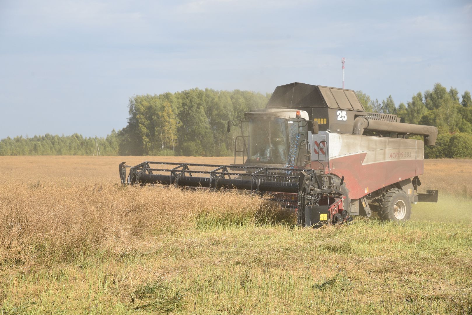 лотошино, сельское хозяйство, урожай 2024, рапс,