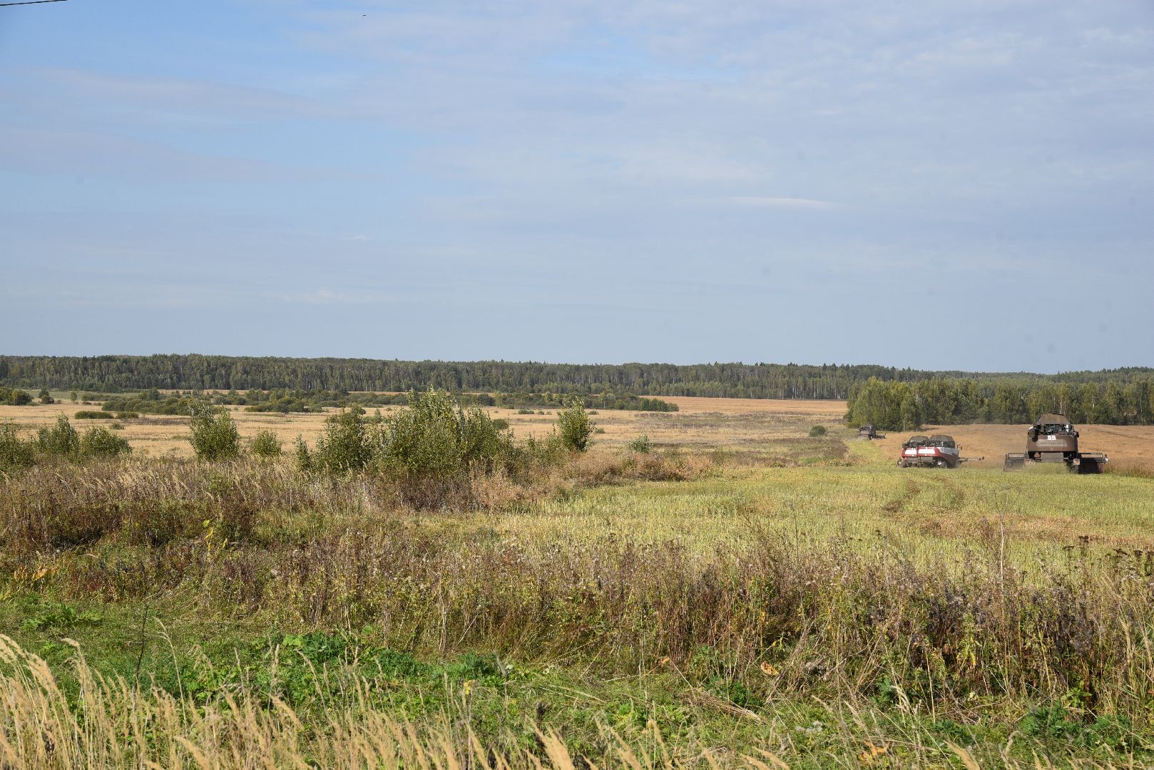 лотошино, сельское хозяйство, урожай 2024, рапс,