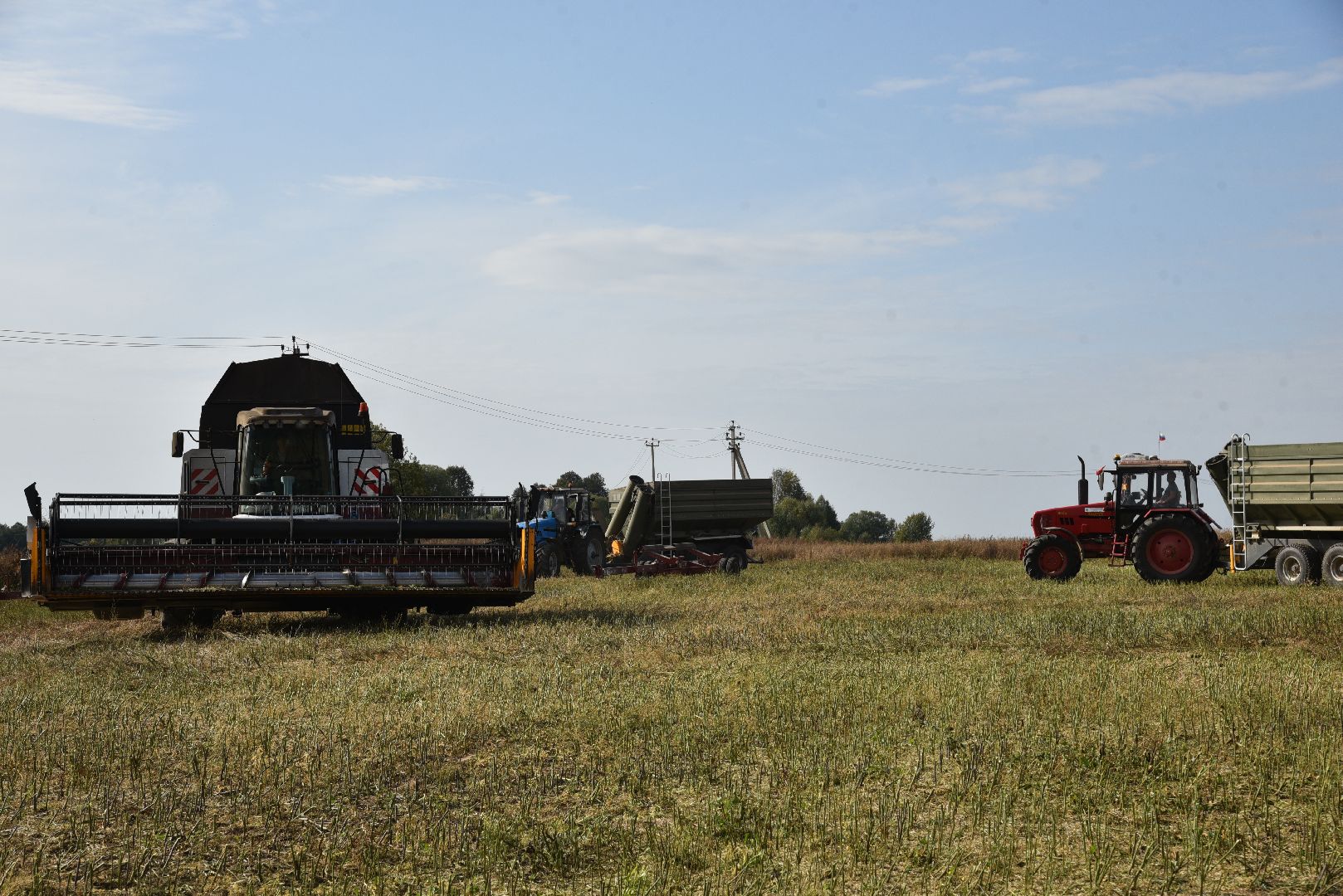 лотошино, сельское хозяйство, урожай 2024, рапс,