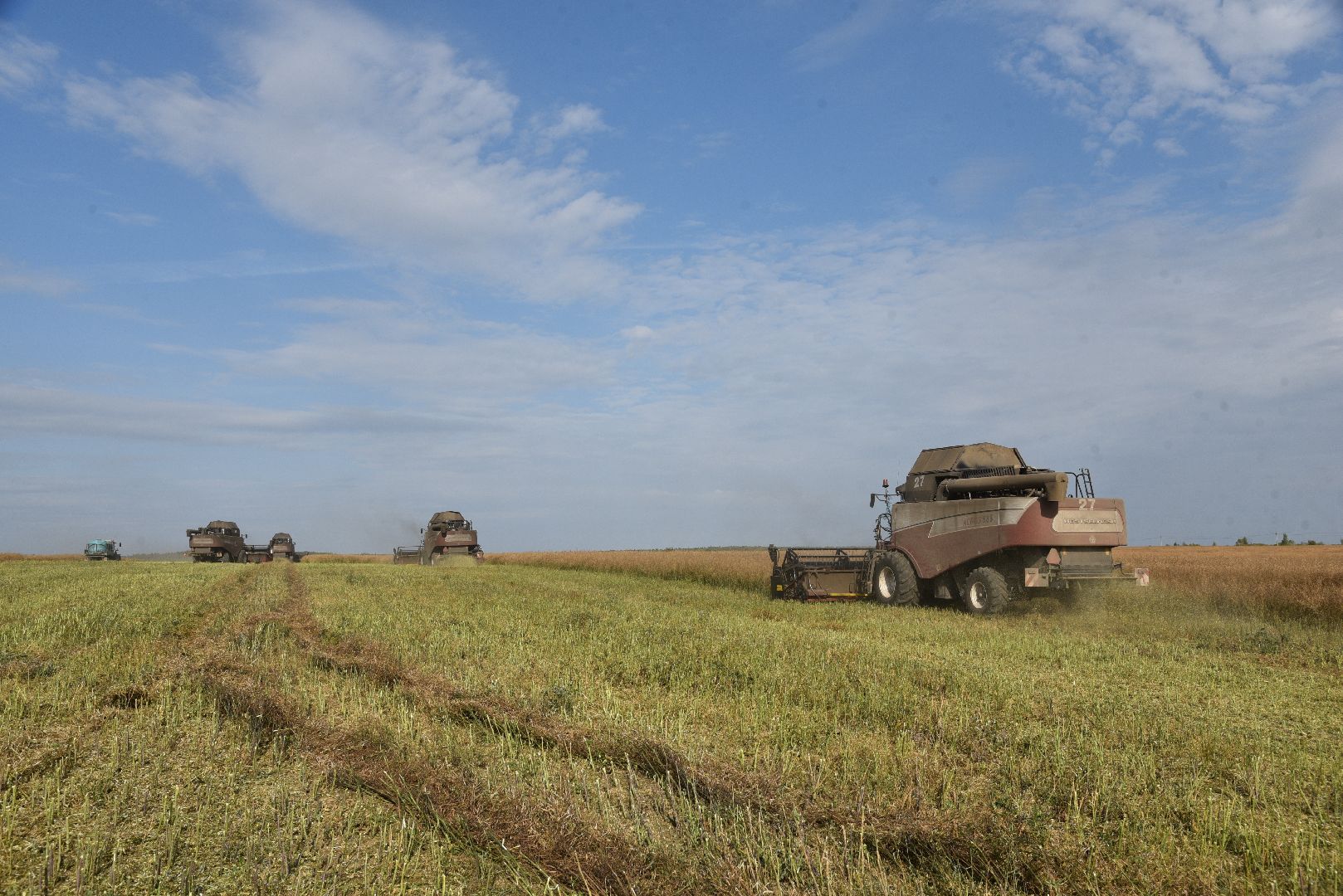 лотошино, сельское хозяйство, урожай 2024, рапс,