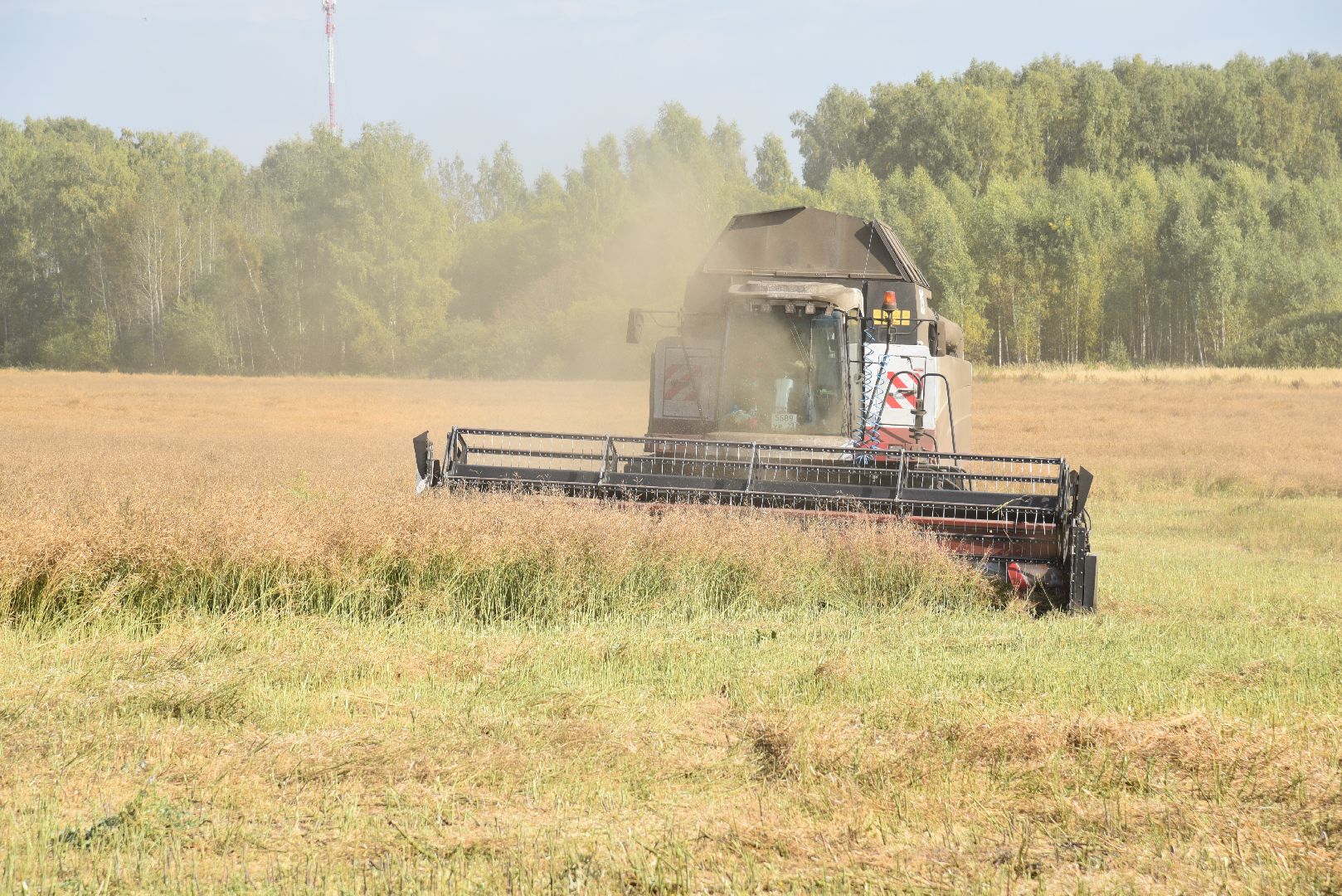 лотошино, сельское хозяйство, урожай 2024, рапс,