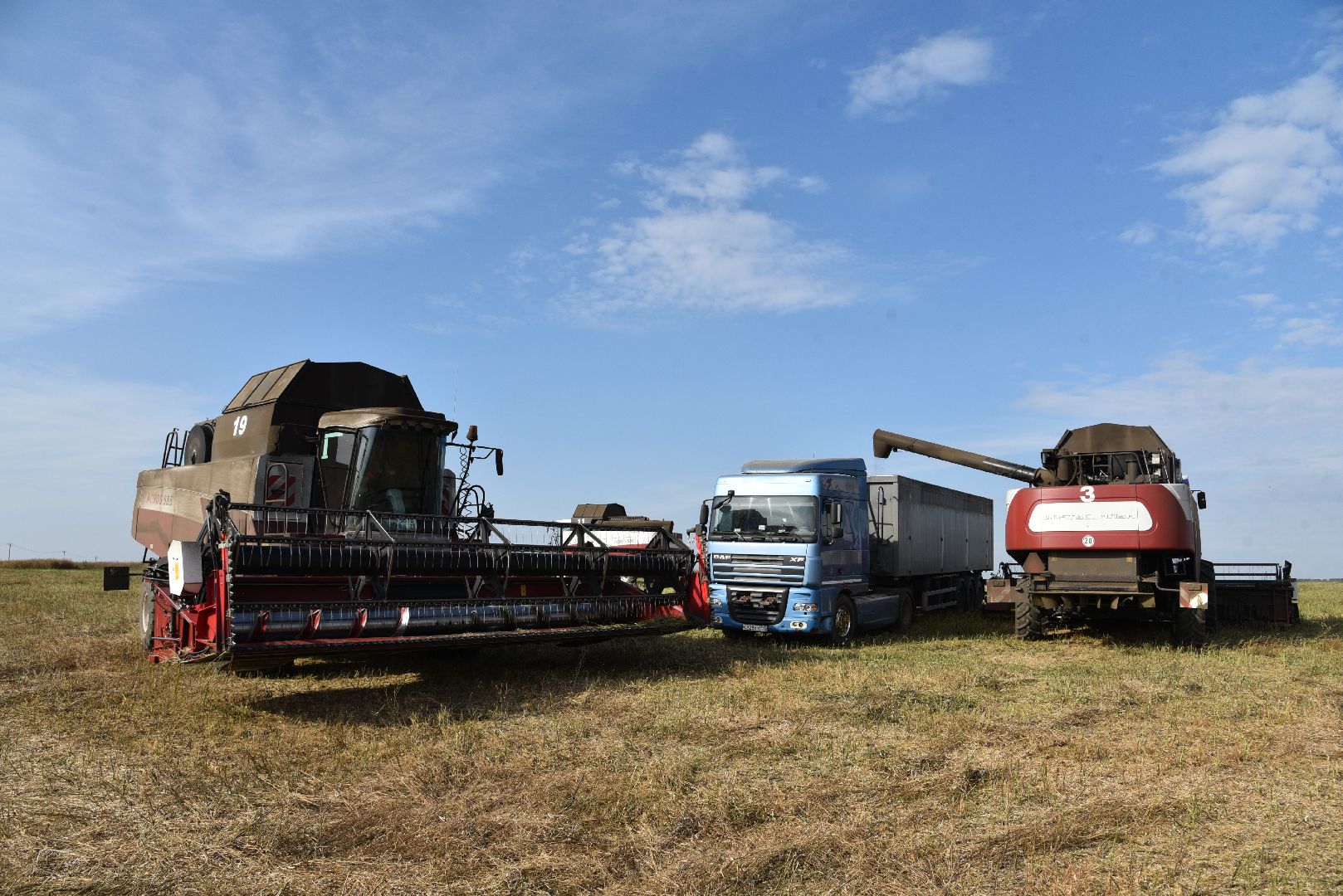 лотошино, сельское хозяйство, урожай 2024, рапс,