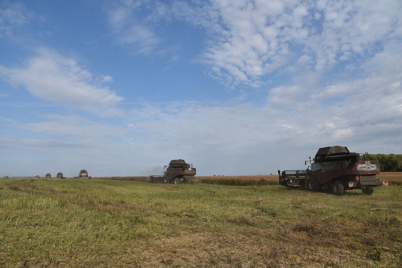 лотошино, сельское хозяйство, урожай 2024, рапс,