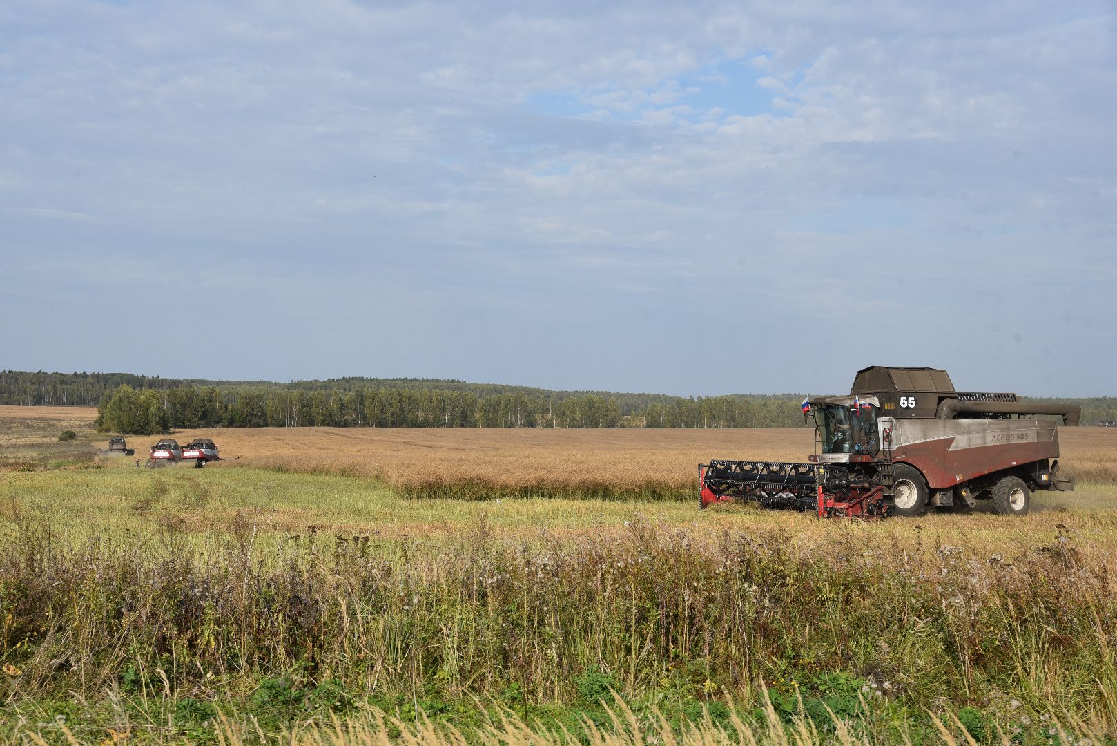 лотошино, сельское хозяйство, урожай 2024, рапс,