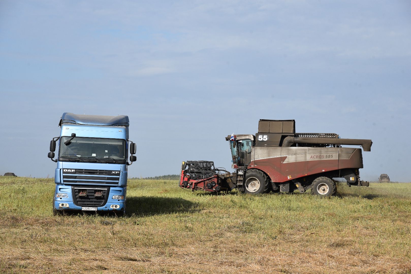 лотошино, сельское хозяйство, урожай 2024, рапс,