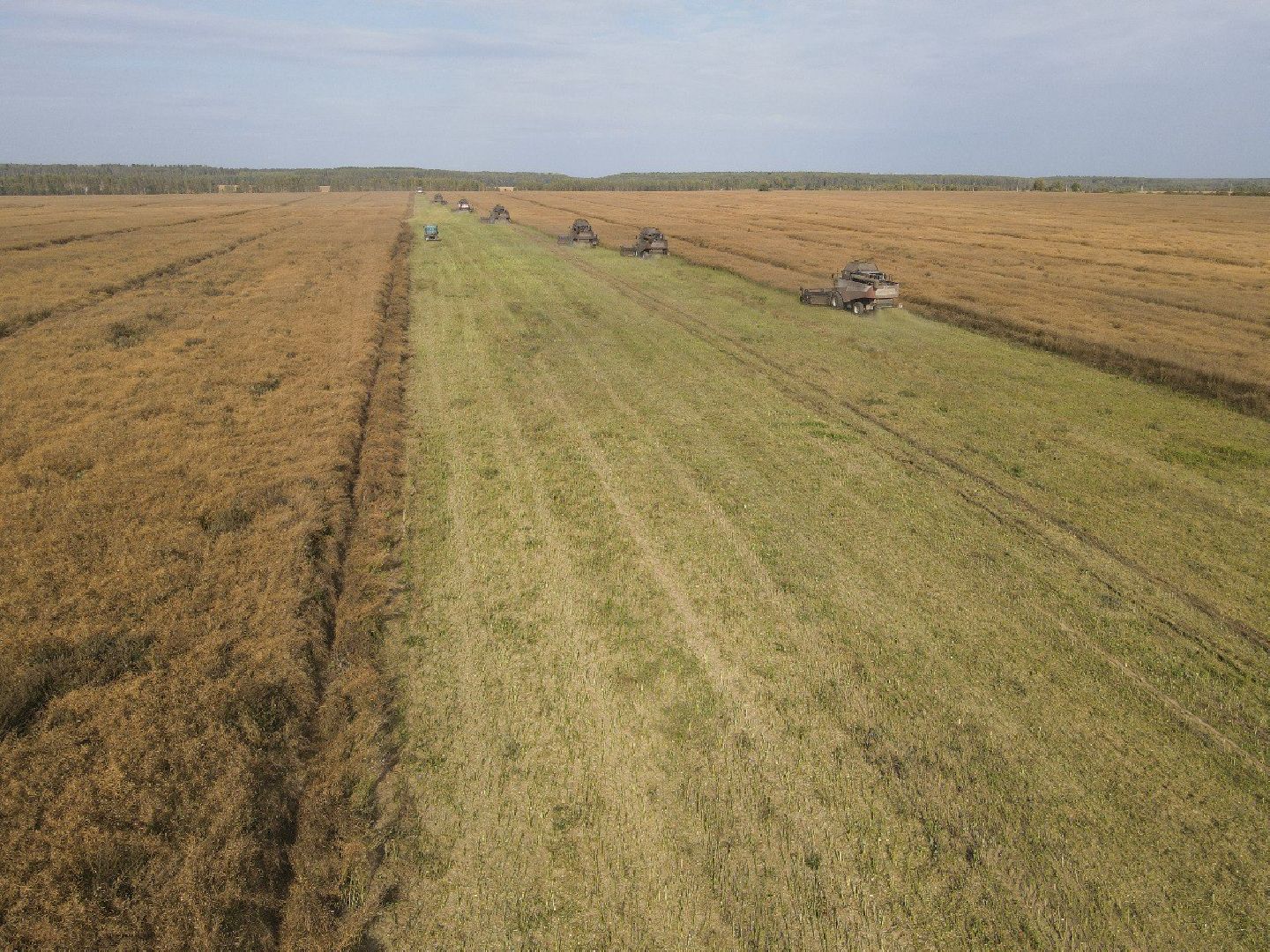 лотошино, сельское хозяйство, урожай 2024, рапс,