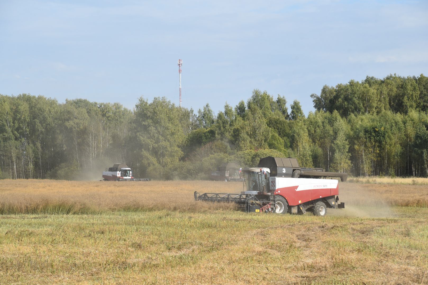 лотошино, сельское хозяйство, урожай 2024, рапс,