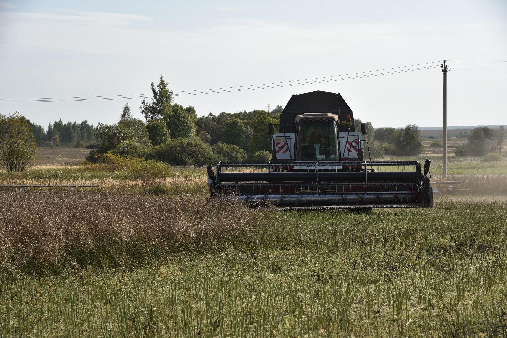 лотошино, сельское хозяйство, урожай 2024, рапс,