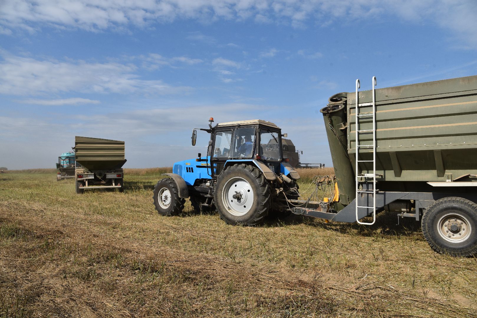лотошино, сельское хозяйство, урожай 2024, рапс,