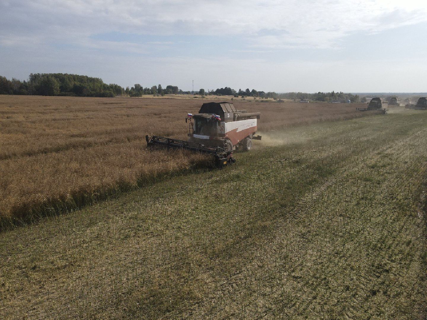 лотошино, сельское хозяйство, урожай 2024, рапс,